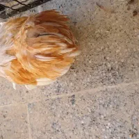 خروس کوشین رنگ لمون|حیوانات مزرعه|اردکان, |دیوار