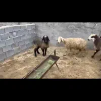 میش|حیوانات مزرعه|یاسوج, |دیوار