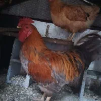 خروس محلی چهل تاج
