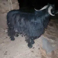 نری چاق