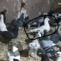 یه سفید نر دورگ توپاش زنگ داره