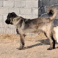 واگذاری توله سگ سرابی ماده۸ماهه زات قدیم مخصوص گله|سگ|تبریز, |دیوار