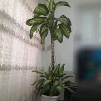 گل طبیعی دیفن بخیا