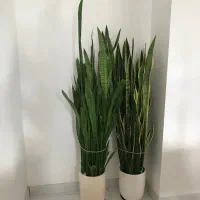 گیاه سانسووریا ساده و ابلق کاملاً باطراوت