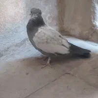 دو عدد کبوتر سالم و روبراه|پرنده|شیراز, دشت چنار|دیوار