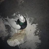 طوقی سیاه ماده|پرنده|مشهد, امیرآباد|دیوار