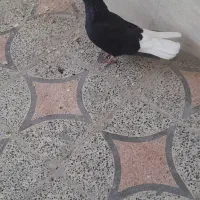 ماده ۱۶پردمب پاصاف کاکل