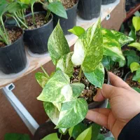 پوتوس|گل و گیاه طبیعی|شیروان (خراسان), |دیوار