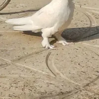 کفتر فروشی|پرنده|قرچک, مهدیه|دیوار