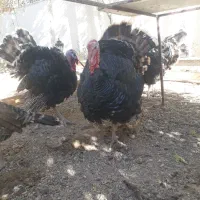 بوقلمون قیمت خوب محلی مرغ برهما غول پیکر|حیوانات مزرعه|شیراز, باغشهر قصر سبز|دیوار