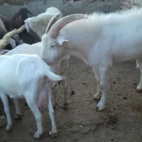 بزسانن|حیوانات مزرعه|مشهد, آبکوه|دیوار