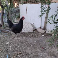 مرغ خروس