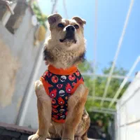 لباس حیوانات خانگی|لوازم جانبی حیوانات|تهران, امام خمینی|دیوار