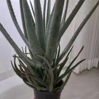 گلهای زیبا وآپارتمانی|گل و گیاه طبیعی|ایلام, |دیوار