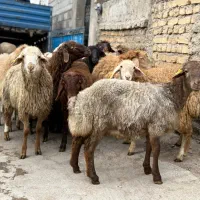دام زنده برای عید تخفیف
