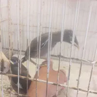 جوجه مینا .کام سیاه