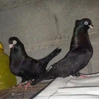 کفتر سیاه