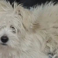 واگذاری رایگان سگ پودل کراس