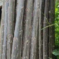 صنوبر اسرائیلی|خدمات باغبانی و درختکاری|آمل, |دیوار