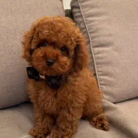 پودل|سگ|بندرعباس, |دیوار