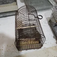 گلبسرمست وسهره پاییزه