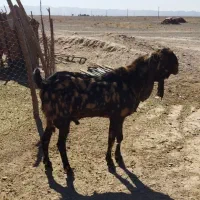 بز گولگولی اصل پاکستانی گوش دراز