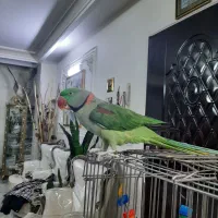 فروش شاه‌ طوطی / ملنگو/ سخنگو/ فندوق