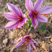 زمین کشاورزی در قوچان روستای برج