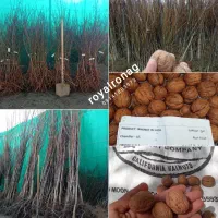 نهال انگور، گردو، گلابی|گل و گیاه طبیعی|صومعه‌سرا, |دیوار