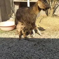 بز دو قلو زا|حیوانات مزرعه|چرام, |دیوار