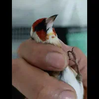 سهره نمایشی بخوانید استفاده کنید