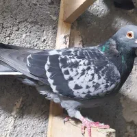 طرح فرش کبوتر