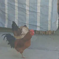 مرغ وخروس|حیوانات مزرعه|سرپل ذهاب, |دیوار