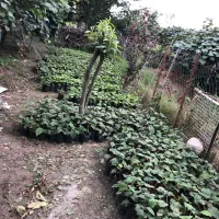 نهال کیوی درجه یک در شهر چوبر