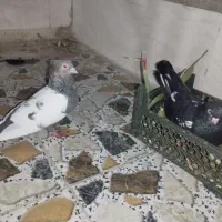 کبوتر سینی|پرنده|سوسنگرد, |دیوار