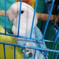 طوطی کوتوله|پرنده|کرمان, |دیوار