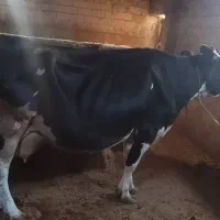 استخدام کارگر گاوداری