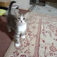 واگذاری گربه دی اس اچ