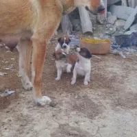 توله یه ماهه ازبهترین نژاد