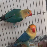 طوطی برزیلی پاربلو