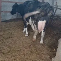 خر ید و فروش گاو گوشتی و شیری و افتاده