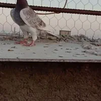 کفتر.قوره ای.طاووسی