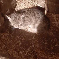 گربه خوب|گربه|اردبیل, |دیوار