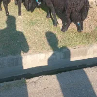 قوچ شیشک قره قزل|حیوانات مزرعه|رامیان, |دیوار