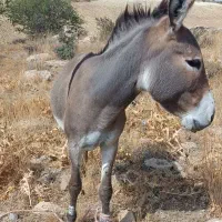 الاغ نر مناسب سواری|حیوانات مزرعه|ارژن, |دیوار