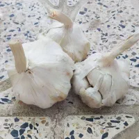 فروش سیر