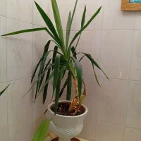 گل و گلدان(به همراه زیر گلدانی)