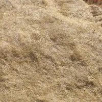 کاه گندم