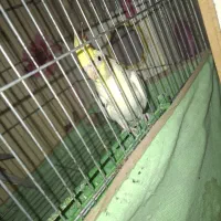 فروش یک عدد عروس هلندی