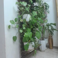 استند گل دیواری|کتابخانه، شلف، قفسه‌های دیواری|آمل, |دیوار